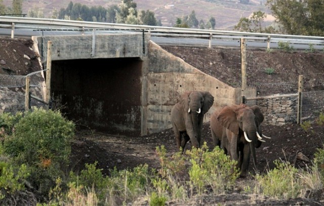 animal-bridges-wcth11-640x407