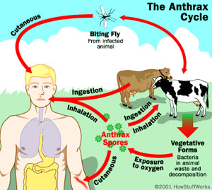 bacillus_anthracis