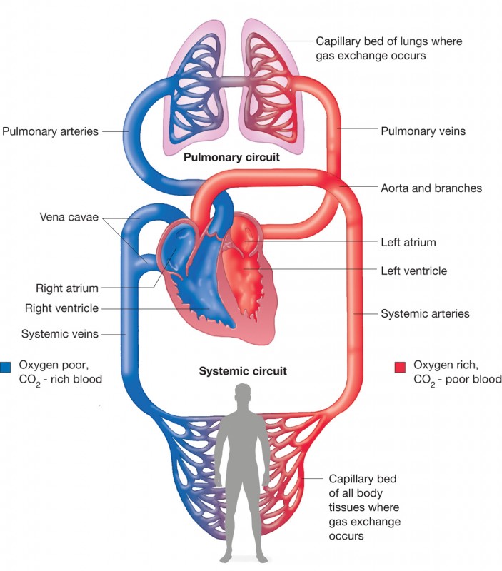 blood circulation