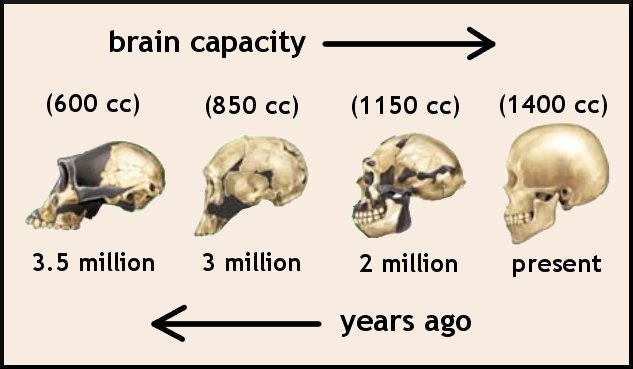 brain_evolutionjpg