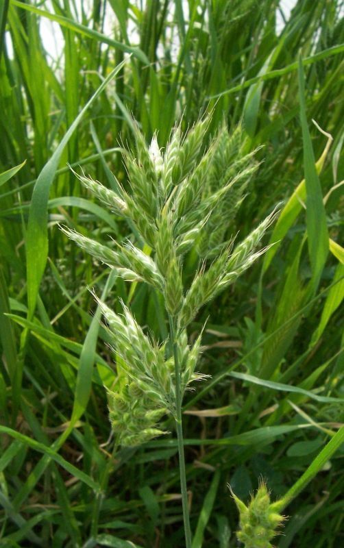 Bromus hordeaceus