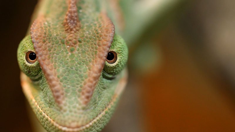 chameleons-change-color-to-stand-out-not-blend-in_kqed-pbs-4