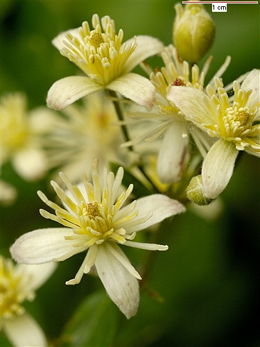 clematis_vitalba_586