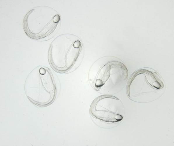clip_image019