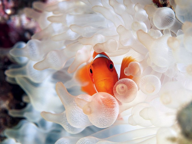 clownfish-bubble-tipped-anemone_18732_990x742