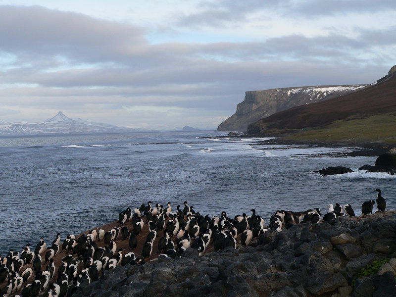 Cormoran des Kerguelen. Famille des Phalacrocoracidés. Ordre : Suliformes