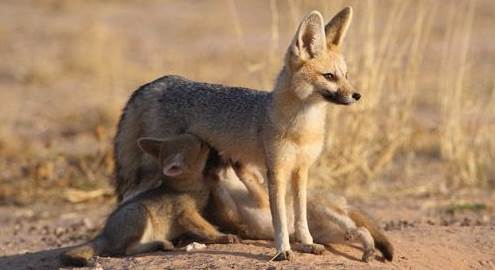 corsac fox 3