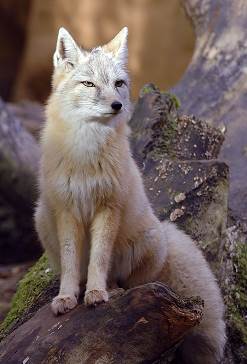 corsac fox