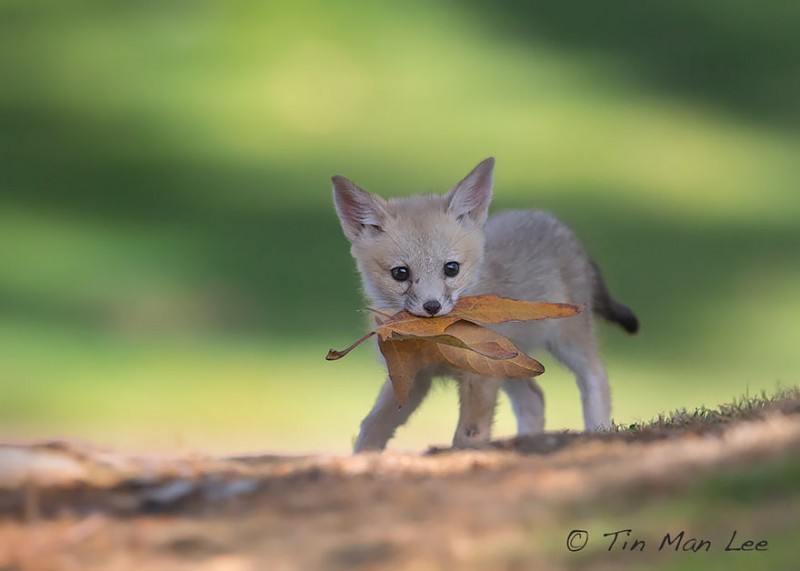 cute-baby-foxes-cubs-14-574436b62fece__880