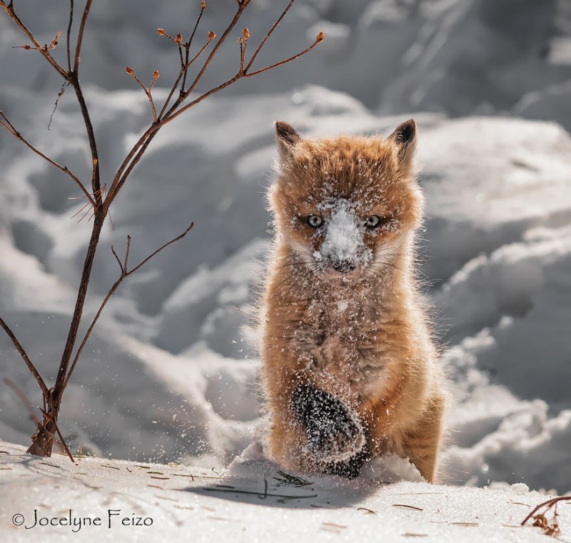 cute-baby-foxes-cubs-15-574436b862c95__880