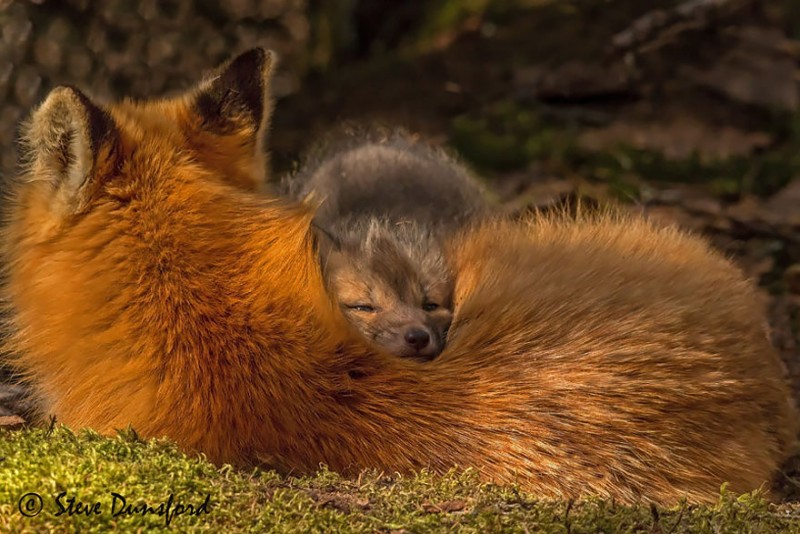 cute-baby-foxes-cubs-16-574436bb7b78a__880
