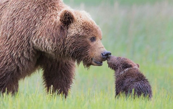 cute_animals_16