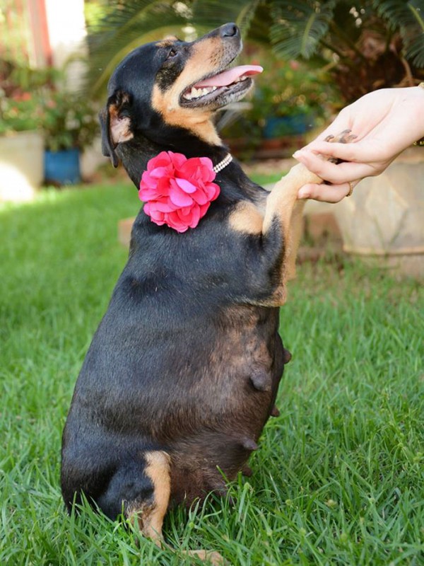 dog-maternity-photo-shoot-lilica-ana-paula-grillo-20