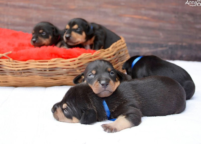 dog-maternity-photoshoot-puppies-lilica-ana-paula-grillo-14