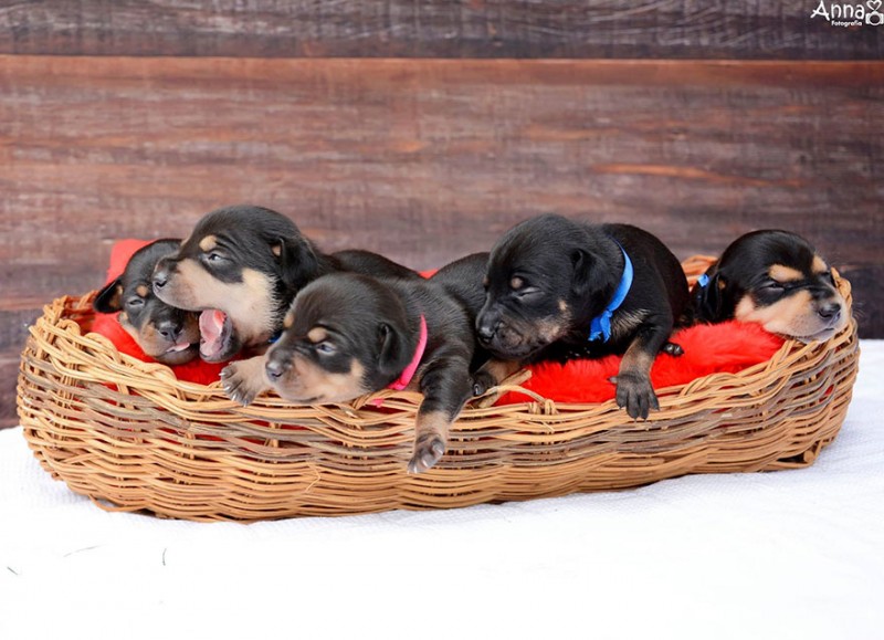 dog-maternity-photoshoot-puppies-lilica-ana-paula-grillo-15