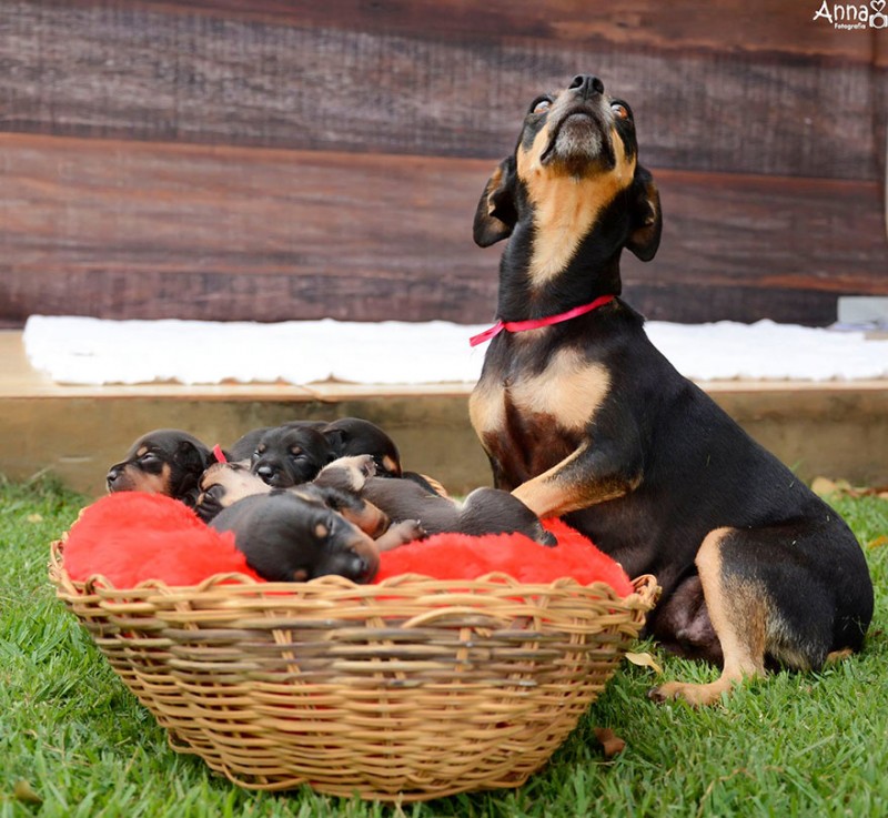 dog-maternity-photoshoot-puppies-lilica-ana-paula-grillo-4