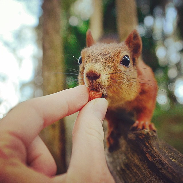 finnish-wildlife-feeding-squirrel-whisperer-konsta-punkka-141