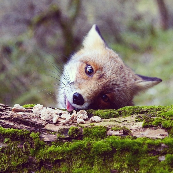 finnish-wildlife-feeding-squirrel-whisperer-konsta-punkka-151-605x605