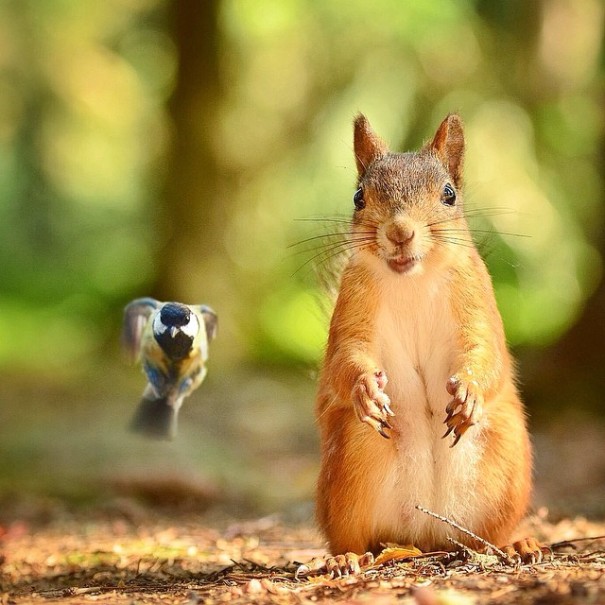 finnish-wildlife-feeding-squirrel-whisperer-konsta-punkka-231-605x605