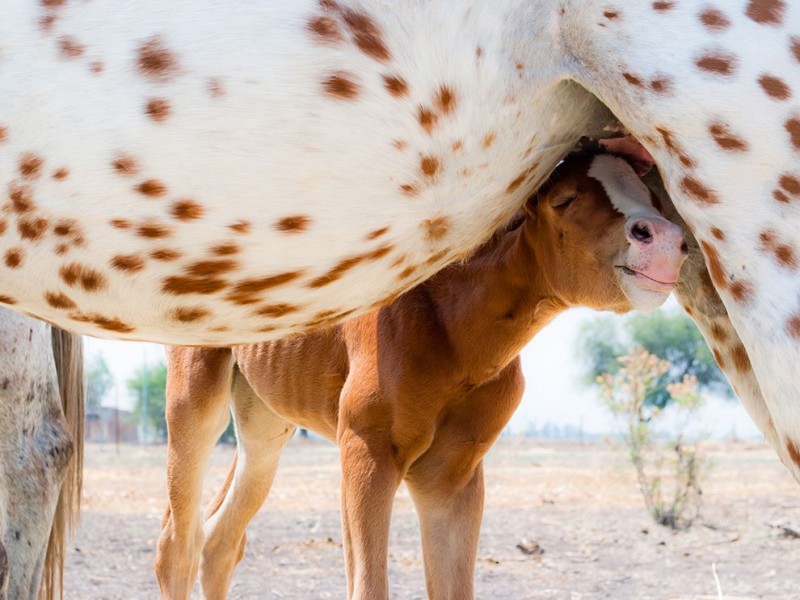 foal-horse-mother-mexico_81115_990x742