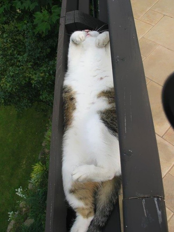 funny-liquid-cats-14