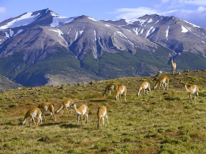 grazing_guanaco__torres_del_paine_national_park__chile