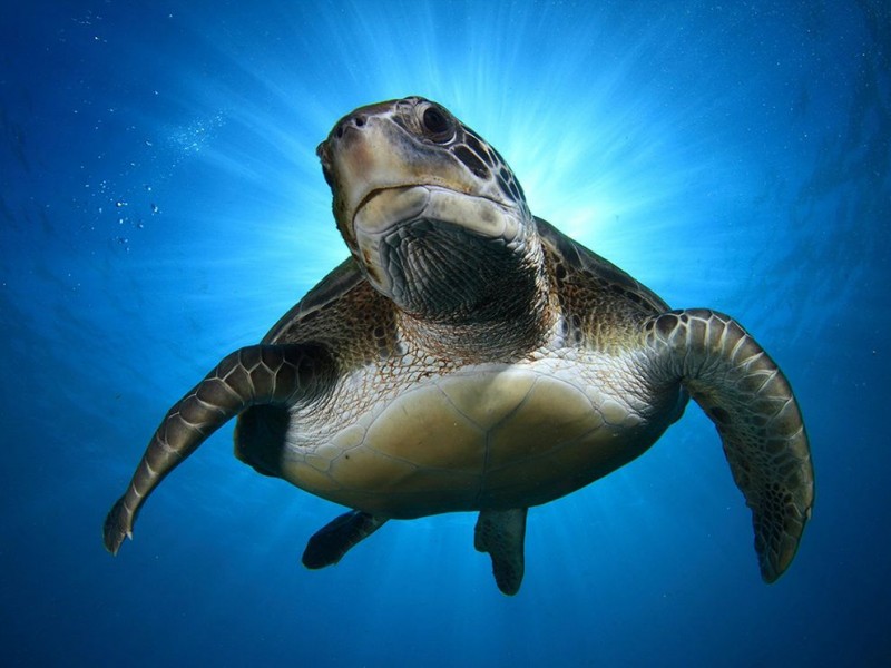 green-turtle-tenerife_84734_990x742