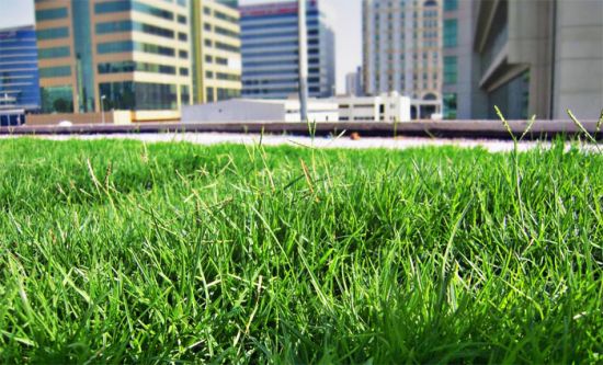 green_ozelinenie