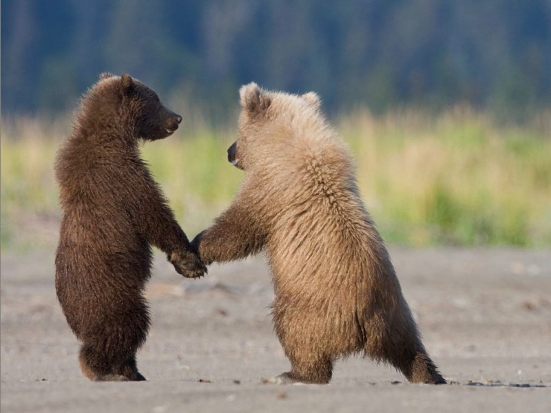 grizzly-bear-cubs_3600_990x742