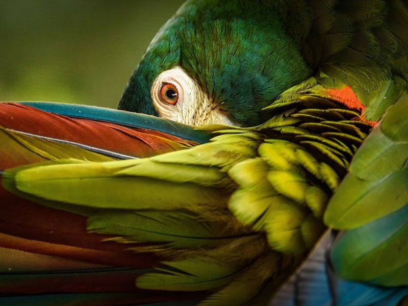 illiger-macaw-ngpc2015_92847_990x742