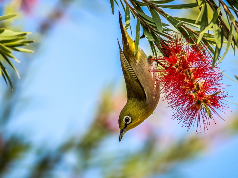 japanese-white-eye_68766_990x742
