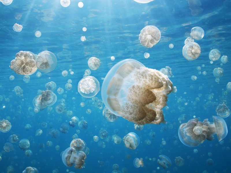 jellyfish-palau_28389_990x742