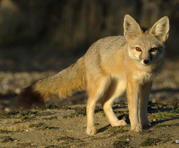 kit fox 3