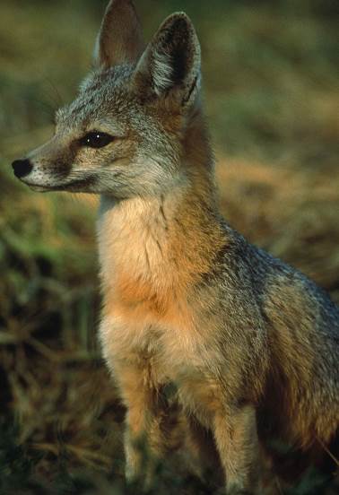 kit fox