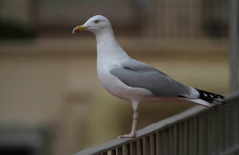 larus-argentatus-lestonnac4