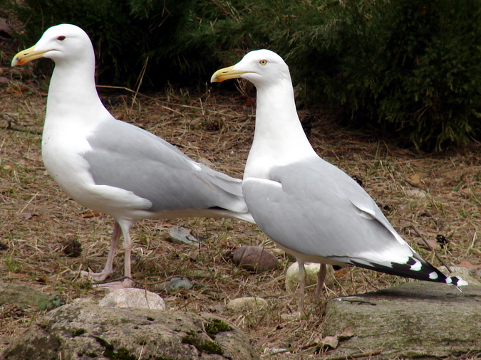 larus_argentatus_m_f