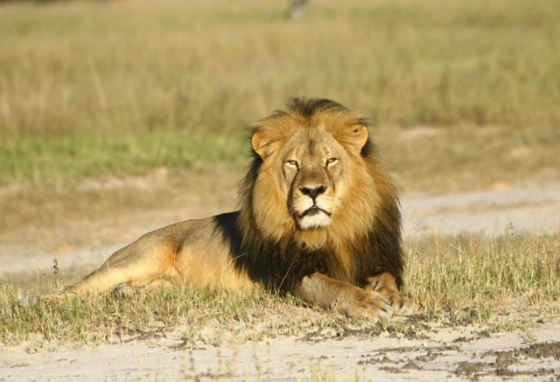 Оцеляването на африканските лъвове зависи от създаването на специални коридори