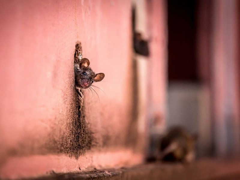 mouse-hole-home_91007_990x742
