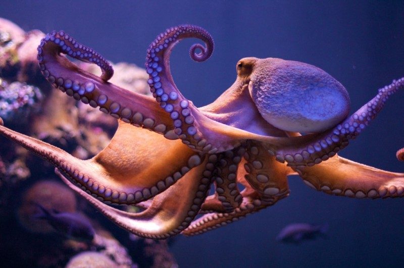 octopus