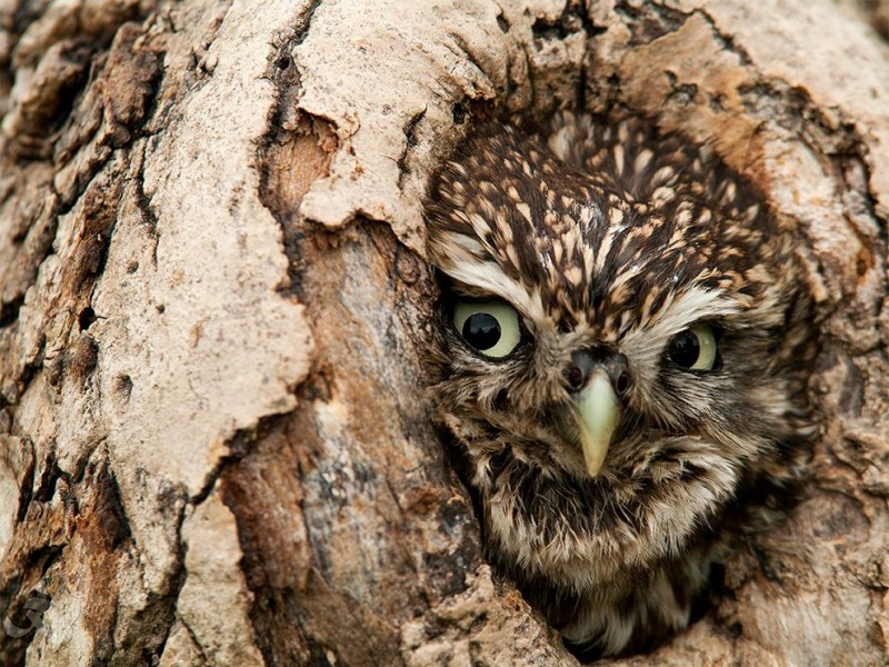 owl-peeking-tree-northumberland_83592_990x742