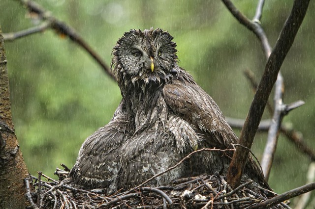 owl-photography-11__880-640x426