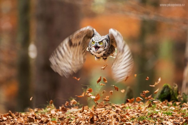 owl-photography-13__880-640x426