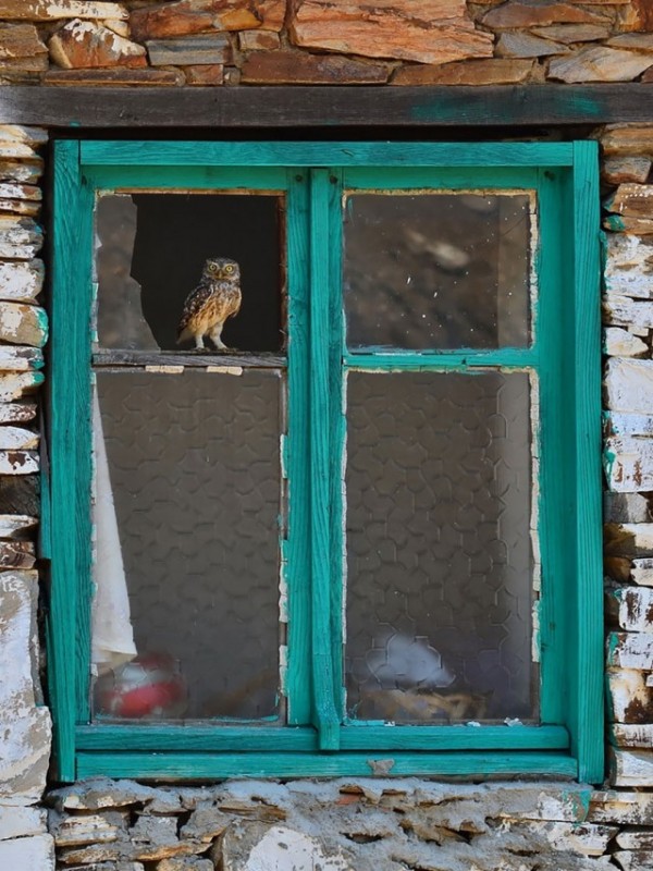 owl-photography-18__880-640x853