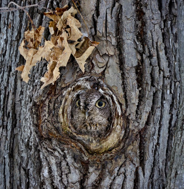 owl-photography-19__880-640x660