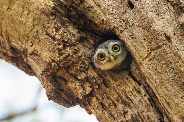 owl-photography-23__880-640x426