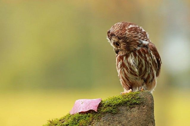 owl-photography-25__880-640x426