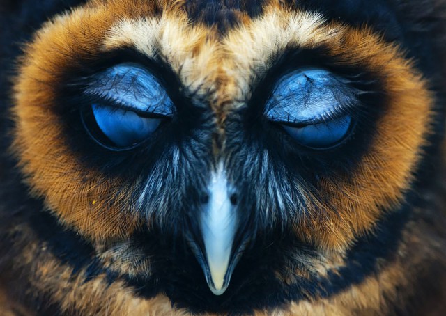 owl-photography-27__880-640x454