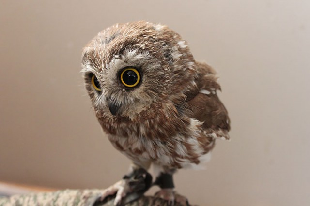 owl-photography-2__880-640x426