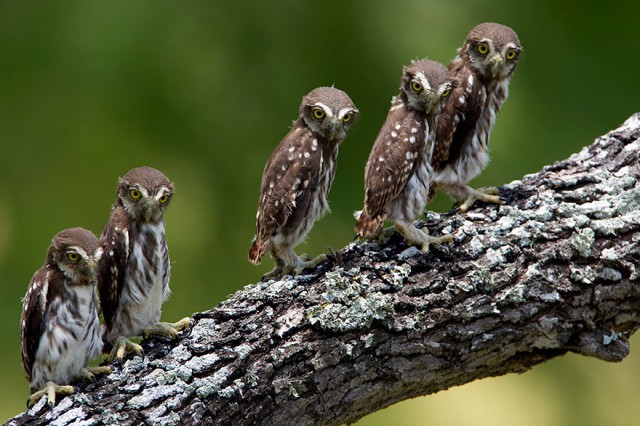 owl-photography-30__880-640x426