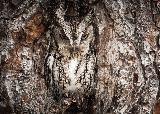 owl-photography-3__880-640x458